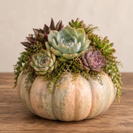 Succulent arrangement in a pumpkin-shaped container on a wooden table