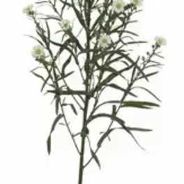 Tall stem with small white blossoms and narrow leaves