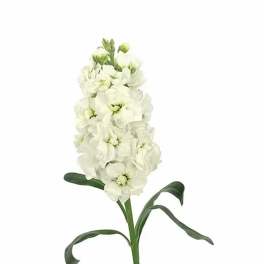 Single white flower spike with long green stem and leaves