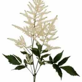 White astilbe-like flower spray with dark green leaves