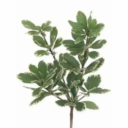 Variegated green potted plant with broad oval leaves