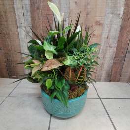 Mixed green houseplants arranged in a turquoise ceramic pot