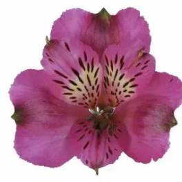 Single pink alstroemeria bloom on a white background