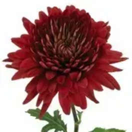 Single red chrysanthemum bloom on a stem