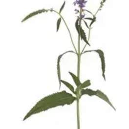 Single purple flower spike with narrow green leaves