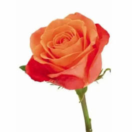 Single orange rose with red-tinted petals on a stem