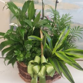 Basket arrangement with white orchids and assorted green plants