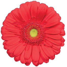 Single red gerbera daisy on a white background