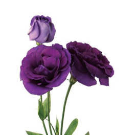 Three purple lisianthus blooms on a single stem