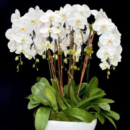White orchid arrangement in a white bowl planter