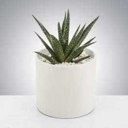 Aloe Plant by BloomNation™