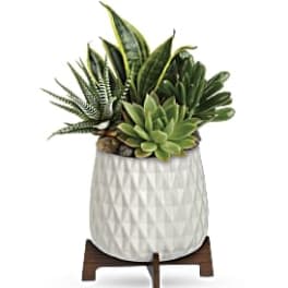 Succulent arrangement in a white textured pot on a wooden stand