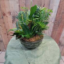 Mixed green potted plant arrangement in a ceramic bowl