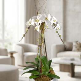 Opulent Orchids (BR)