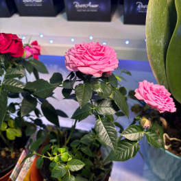 pink rose plant