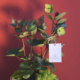 Helleborus orientalist