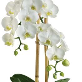 White orchid plant in a bamboo planter with support stakes