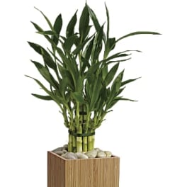 Good Luck Bamboo