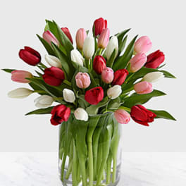 Tulips 20 Stems