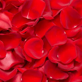Close-up of red rose petals filling the frame