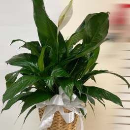 Peace Lily