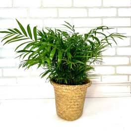 Potted palm plant in a woven basket planter