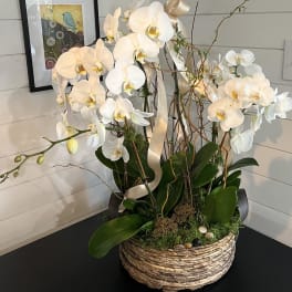 White orchid arrangement in a woven basket with ribbon accents