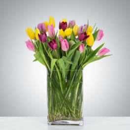 Tulip Mania by BloomNation™