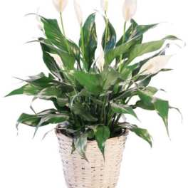 Spathiphyllum Plant