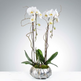 Two Stem Orchid Planter by BloomNation™