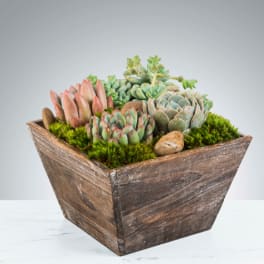 Succulent Box by BloomNation™