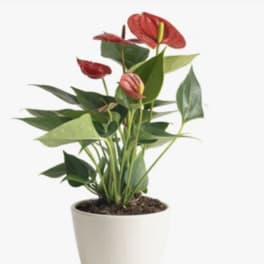 Potted plant with red tropical blooms in a white container