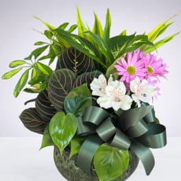 Mixed potted plant arrangement with pink daisies and a dark ribbon bow