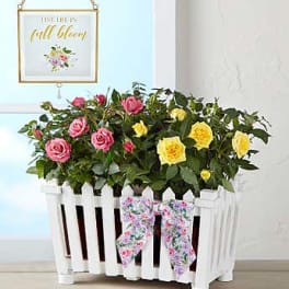 Pink and yellow roses in a white picket planter with a floral bow