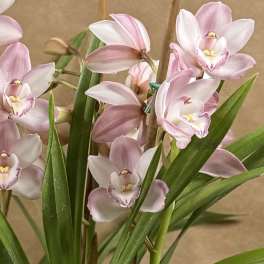 Pink orchid blooms with long green leaves against a tan background