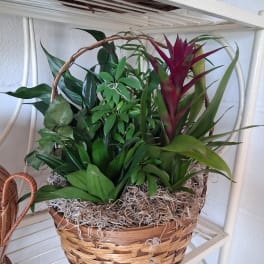 Basket of assorted green plants with a burgundy bromeliad