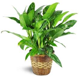 Potted green houseplant in a woven basket planter