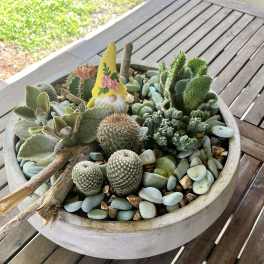 Potted succulent and cactus arrangement in a round planter with decorative stones