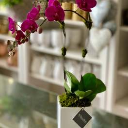 Opulent Orchids