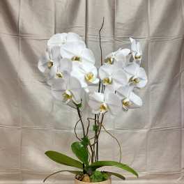 White orchid arrangement in a beige pot