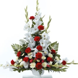 Gladiolus Grandeur
