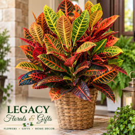 Colorful croton plant in a woven basket planter