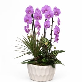 Purple orchids in a white ceramic pot with mixed foliage