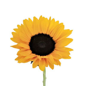 Single yellow sunflower with a dark center on a white background