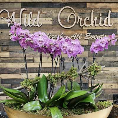 Purple orchids in a gold bowl planter with moss and broad green leaves
