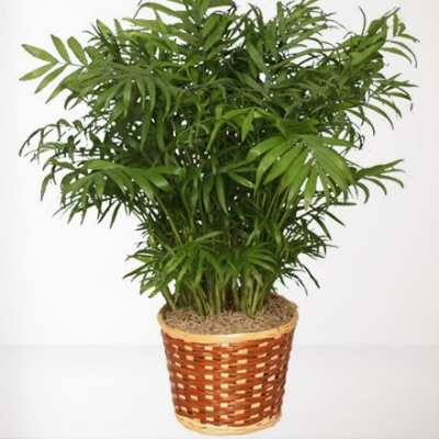 Potted palm plant in a woven basket