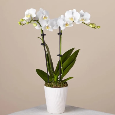 Two Stem Orchid Planter