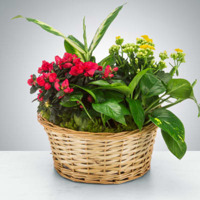 Mixed Plant Basket