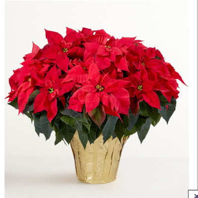 Red poinsettia plant in a gold foil pot