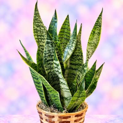 Potted snake plant in a woven basket planter